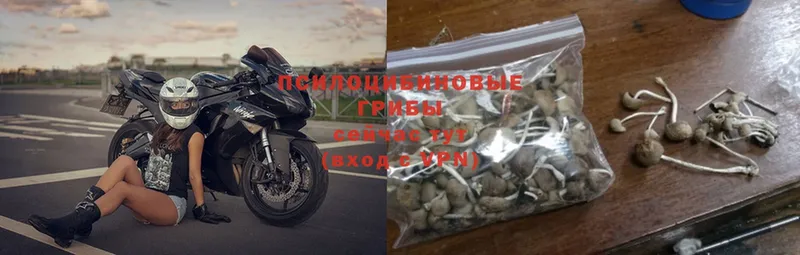 где купить   Ирбит  blacksprut зеркало  Псилоцибиновые грибы MAGIC MUSHROOMS 